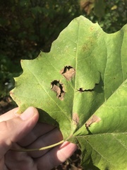 Ectoedemia platanella