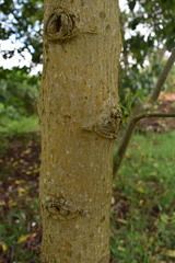 Verbesina arborea