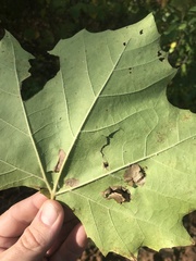 Ectoedemia platanella