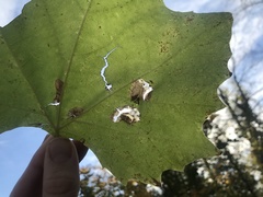 Ectoedemia platanella