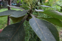 Verbesina arborea