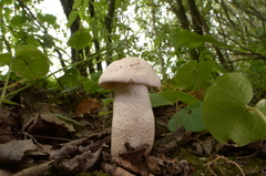 Leccinum percandidum