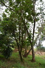 Verbesina arborea