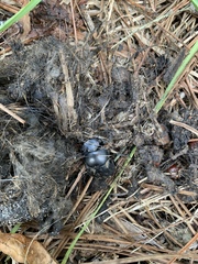 Canthon pilularius