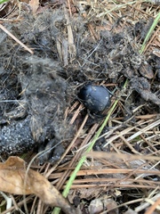 Canthon pilularius