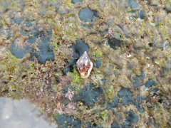 Columbella rustica