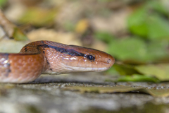 Oreocryptophis porphyraceus
