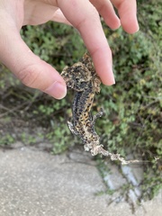 Triturus ivanbureschi