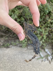 Triturus ivanbureschi