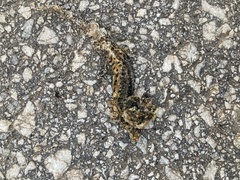 Triturus ivanbureschi