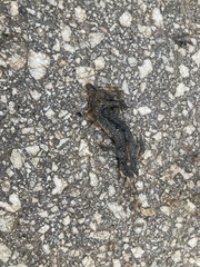 Triturus ivanbureschi