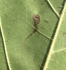 Ectoedemia clemensella