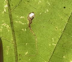 Ectoedemia clemensella