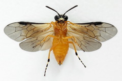 Athalia circularis