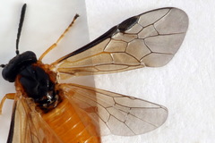Athalia circularis
