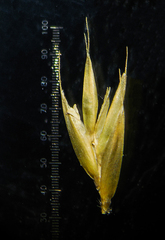 Tripogon jacquemontii