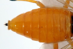 Athalia circularis