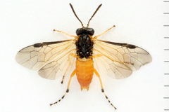 Athalia circularis