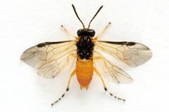 Athalia circularis