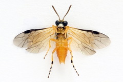 Athalia circularis
