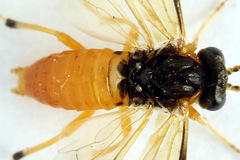 Athalia circularis