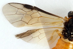 Athalia circularis