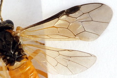 Athalia circularis