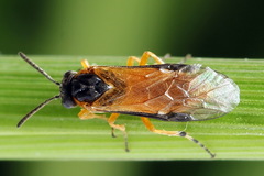 Athalia circularis