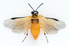 Athalia circularis