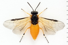 Athalia circularis