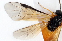 Athalia circularis