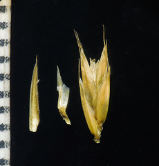 Tripogon jacquemontii