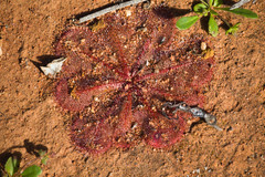 Drosera major