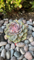 Echeveria gibbiflora × potosina