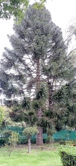 Araucaria bidwillii