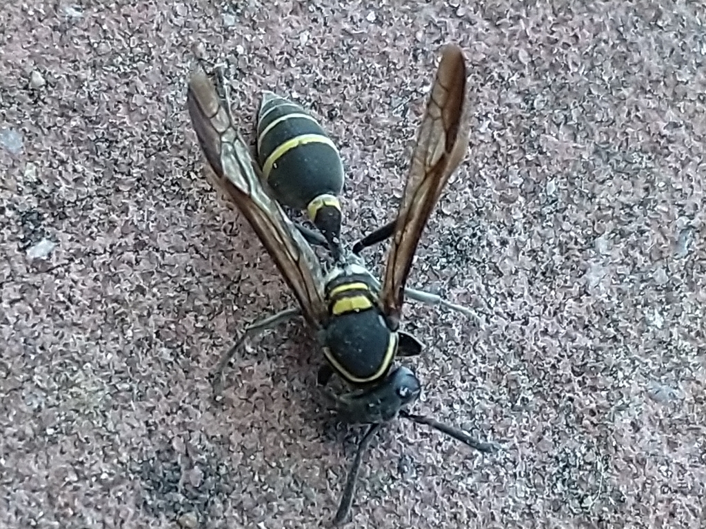 Yellowbanded Polybia Wasp in October 2021 by José Luis Barberán