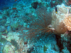 Chironephthya