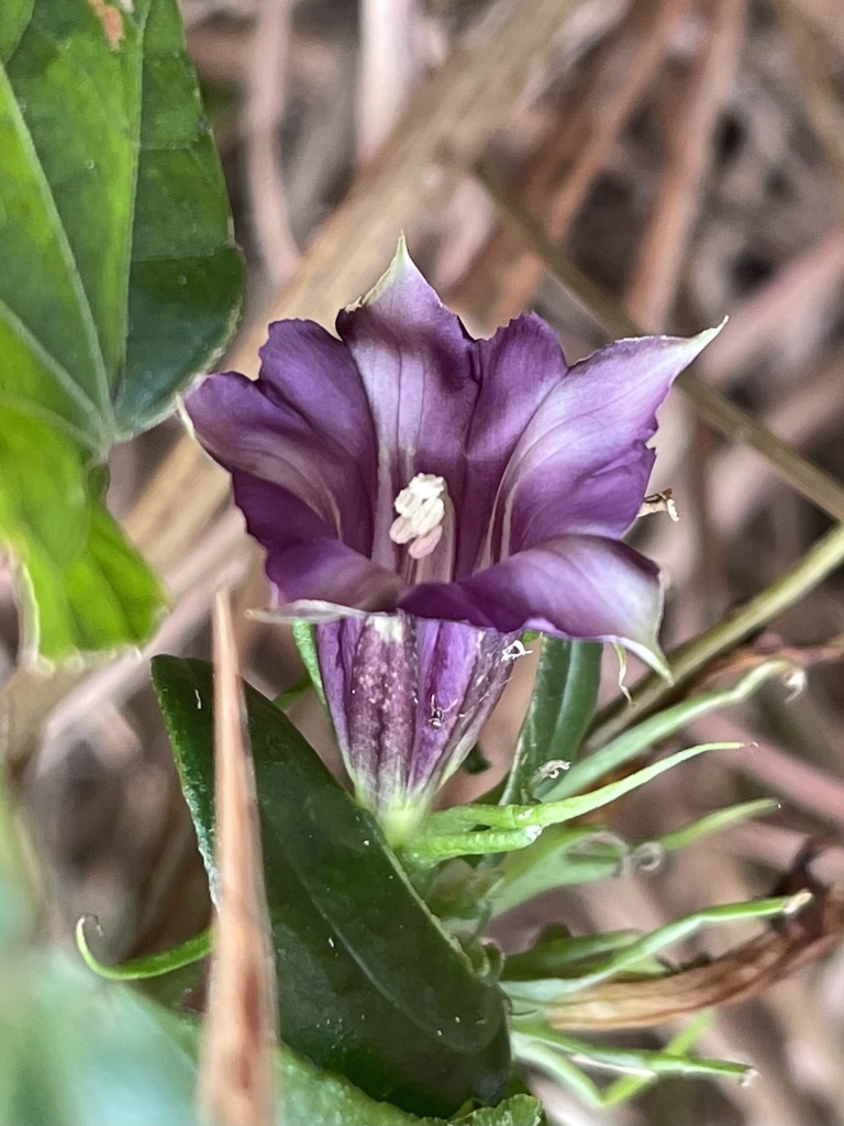 Tripterospermum nienkui