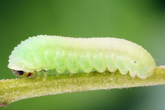 Athalia cordata