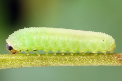 Athalia cordata