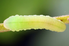 Athalia cordata