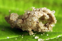 Athalia cordata