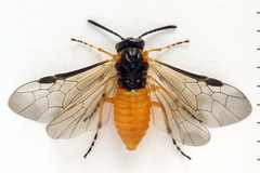 Athalia cordata