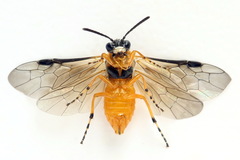 Athalia cordata