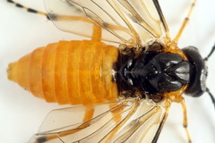 Athalia cordata