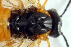 Athalia cordata