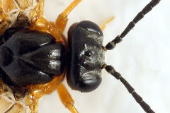 Athalia cordata