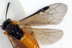 Athalia cordata