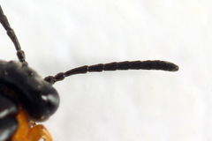 Athalia cordata
