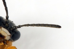Athalia cordata